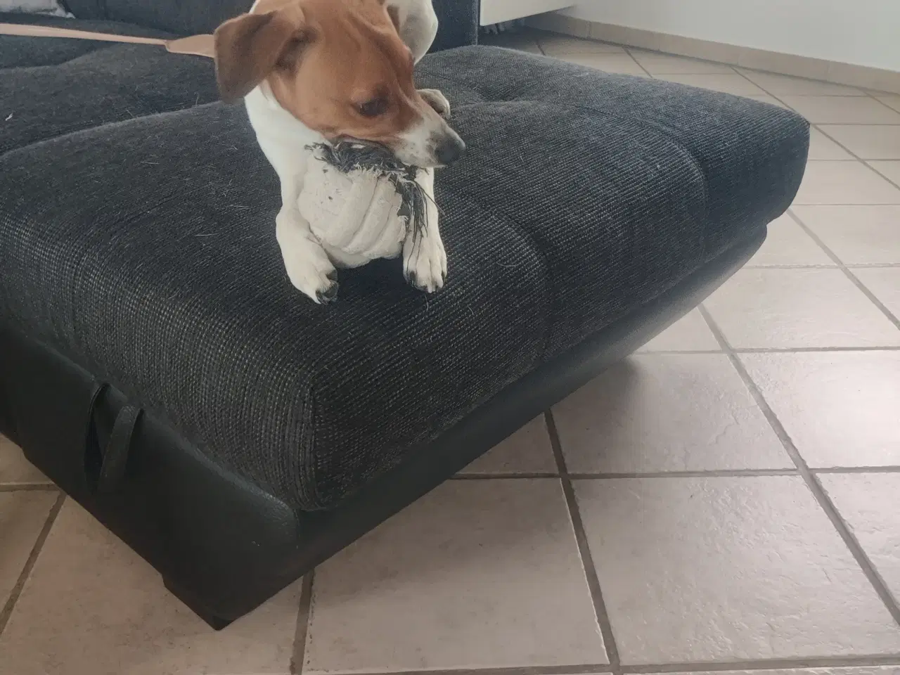 Billede 3 - Dansk svensk gårdhund 