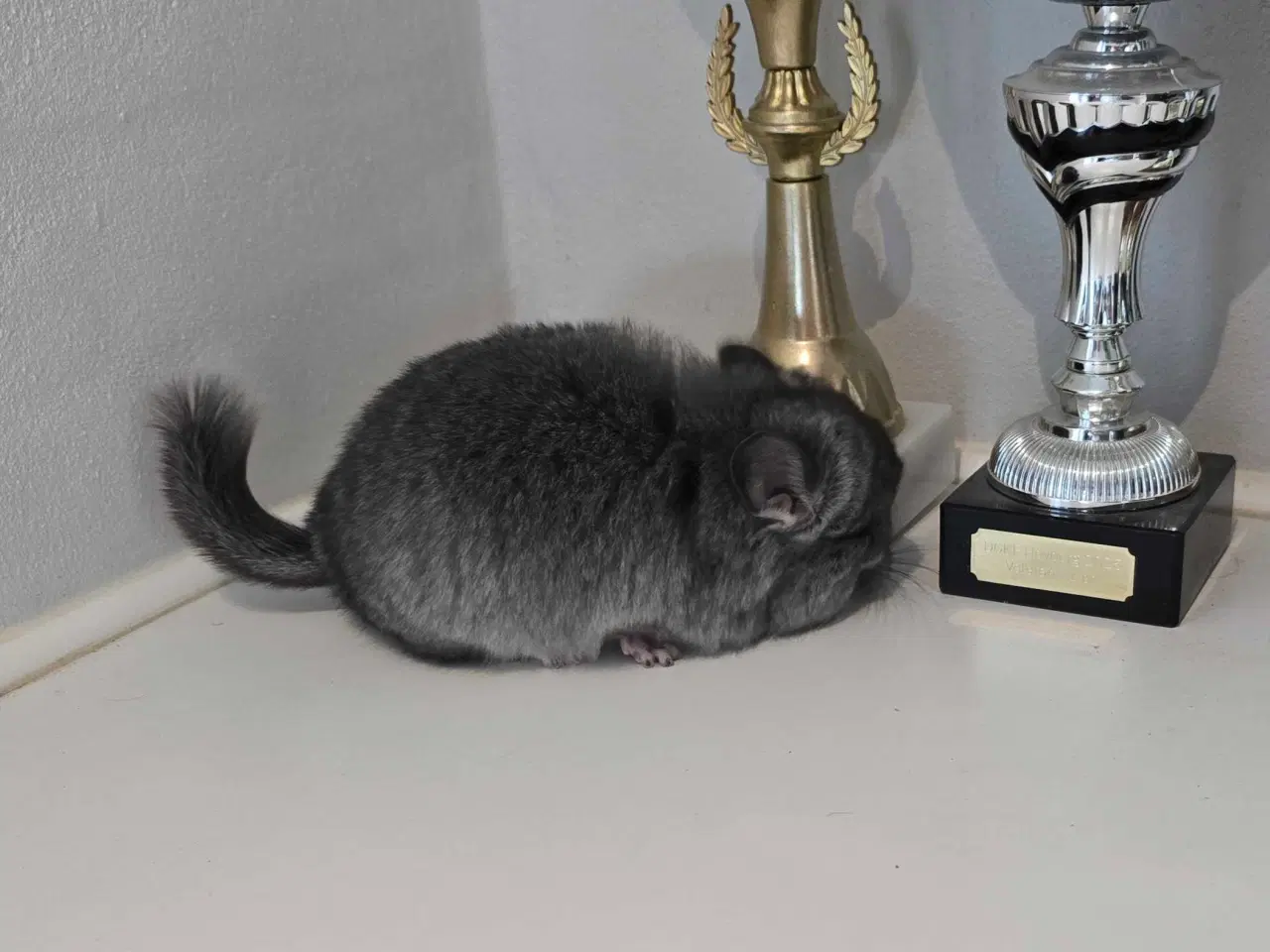 Billede 8 - Chinchilla unge
