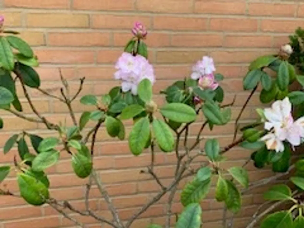 Billede 3 - Flot Rhododendrom busk