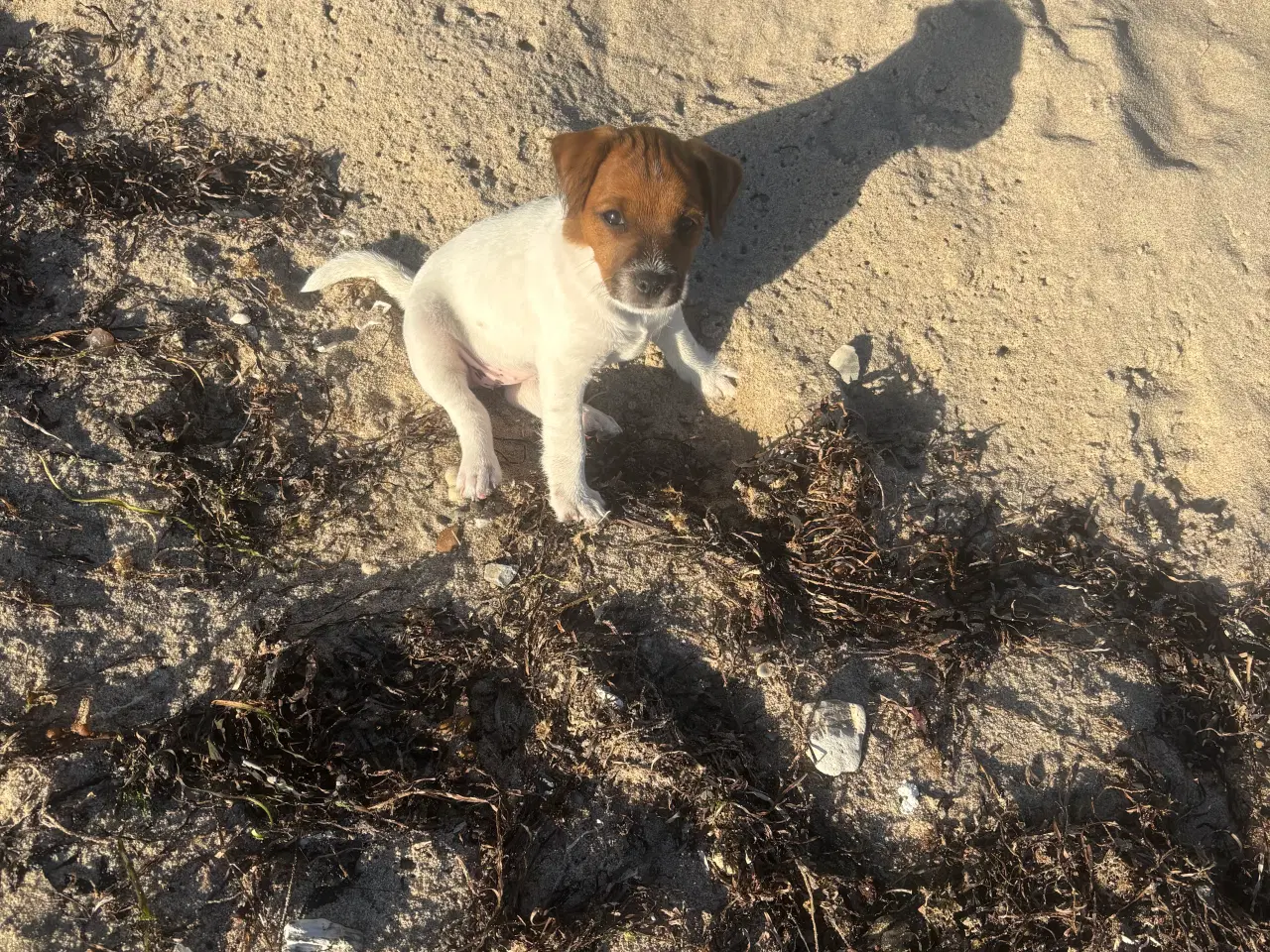 Billede 5 - Jack russel tæve 
