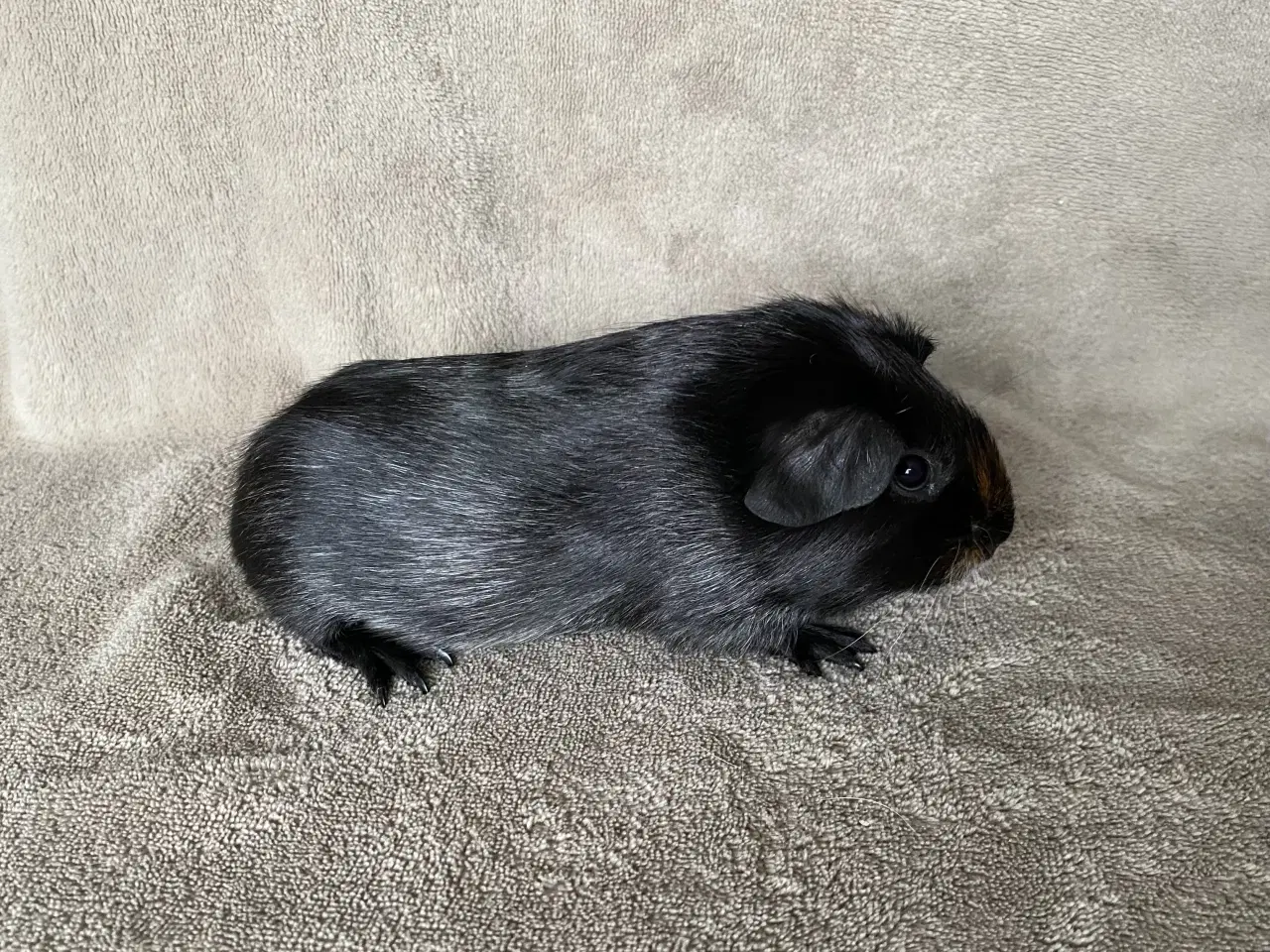 Billede 3 - 2 marsvin