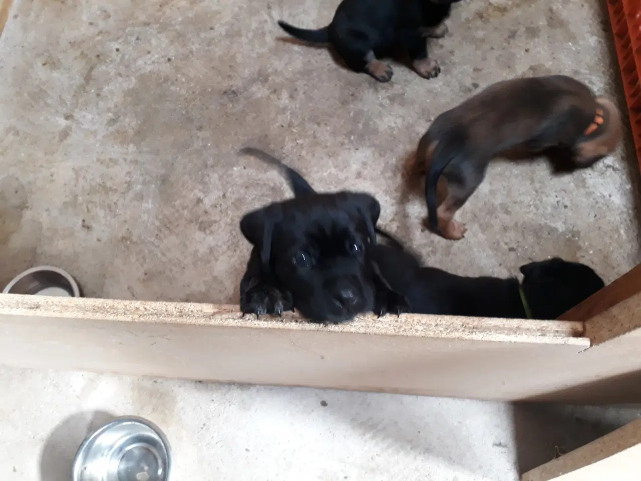 Billede 9 - Hvalpe. Søger ny hjem. Cane Corso / Rottweiler