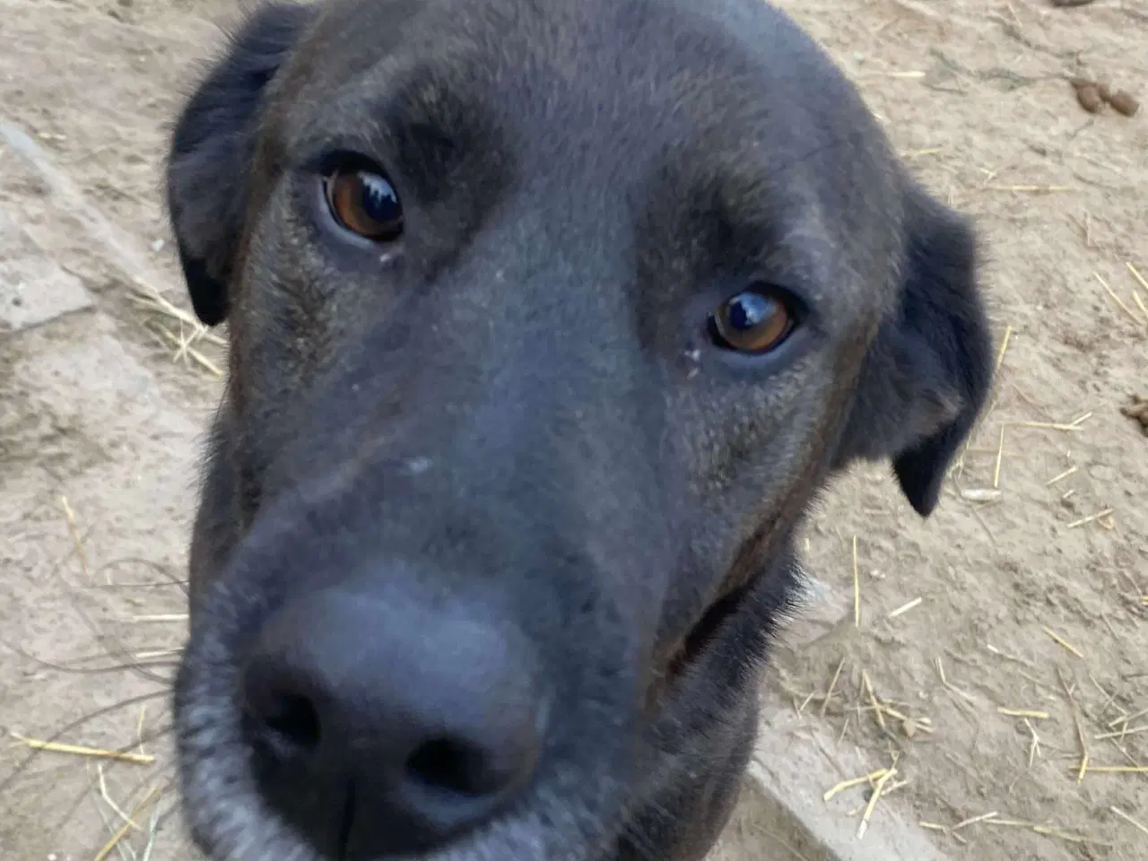 Billede 1 - Lækre Berry søger 4ever familie💙