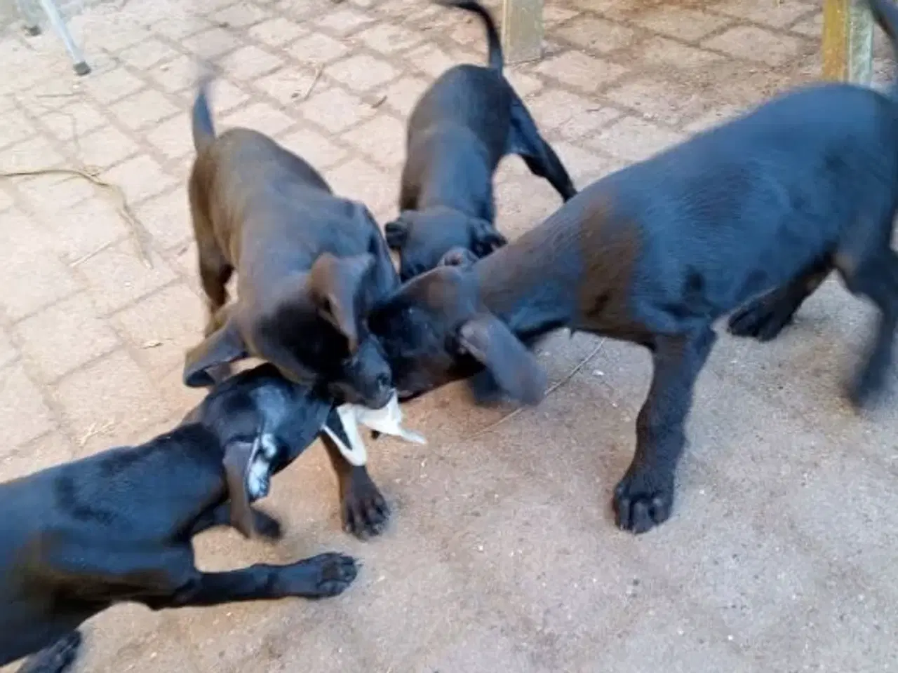 Billede 10 - Søde og aktive Dobermann blandingshvalpe