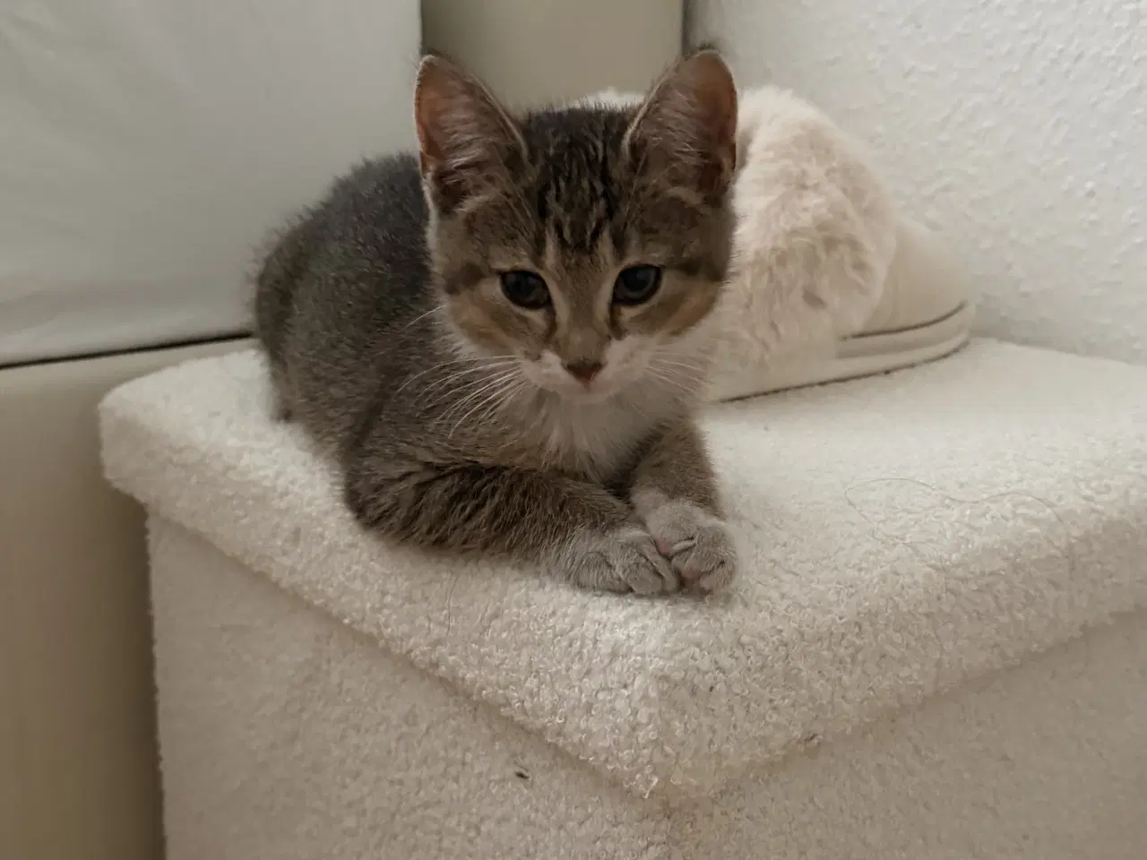 Billede 3 - Hun killing