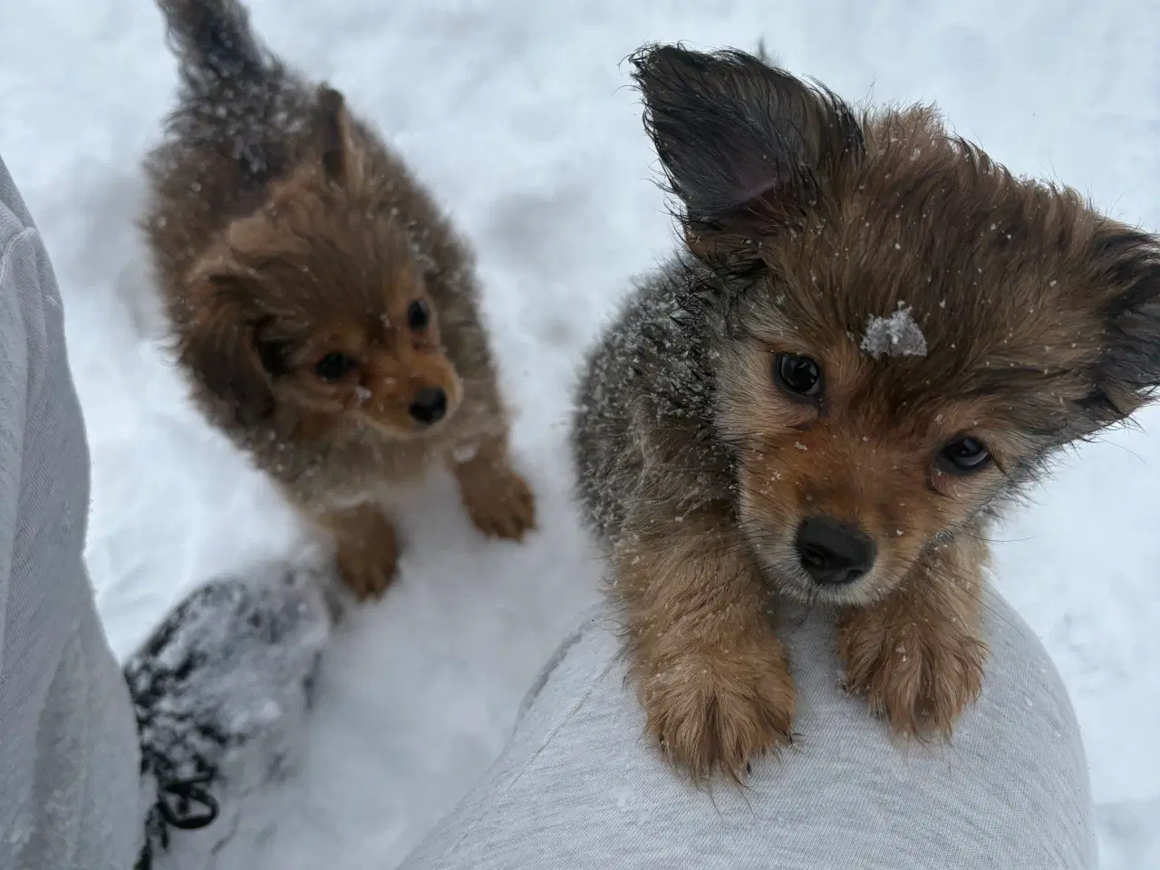 Billede 6 - Gravhund pomeranian blanding