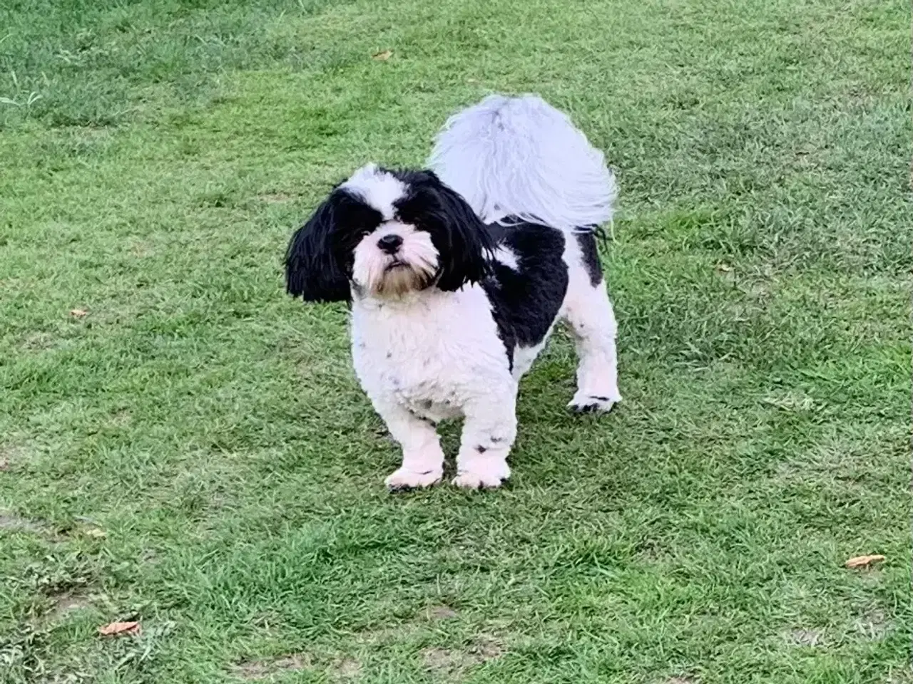 Billede 3 - Shih tzu (Han) 17 Mdr. Gammel