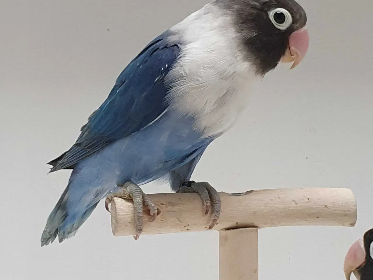 Billede 10 - Sorthovedet Dværgpapegøjepar 