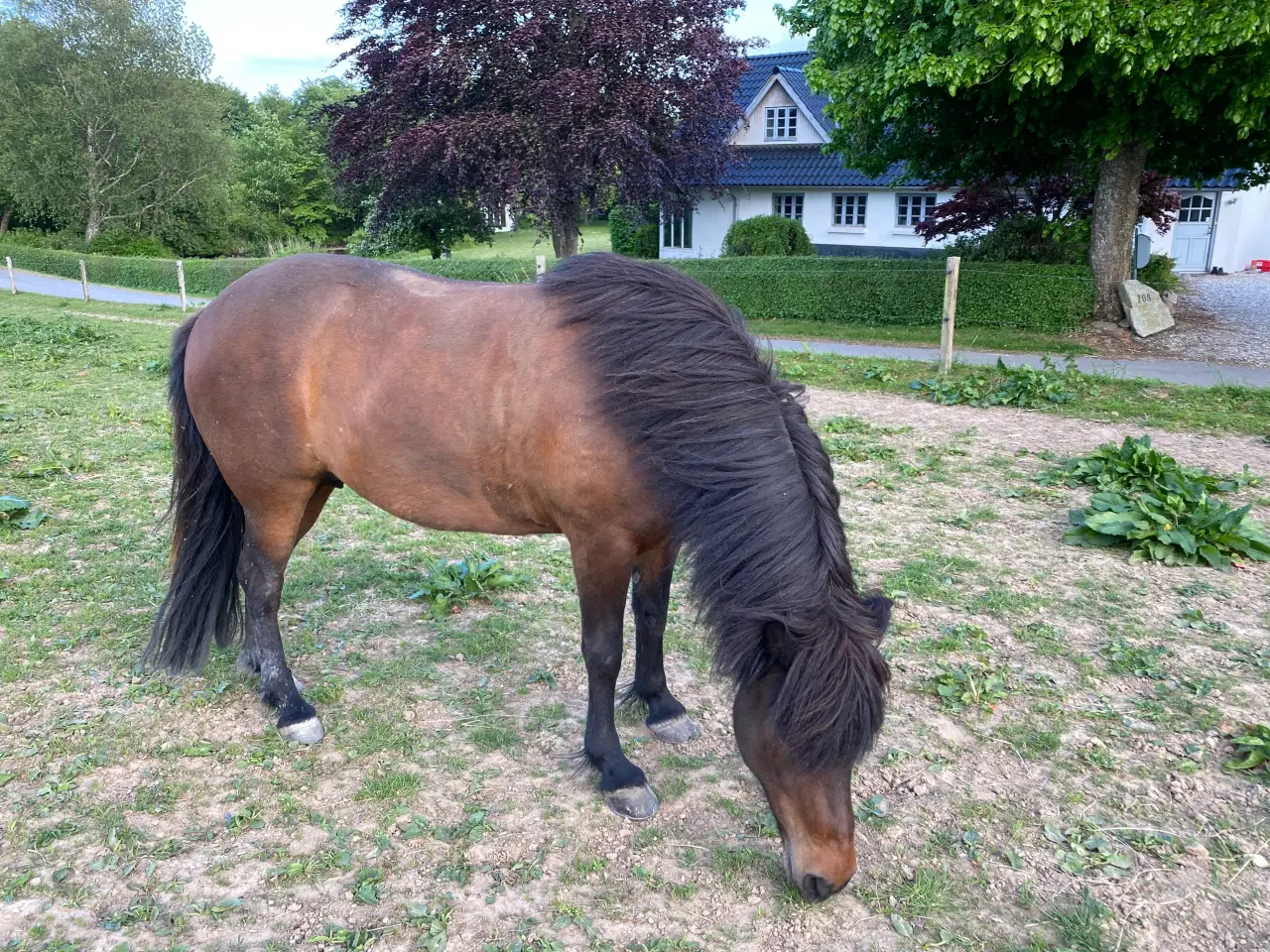 Billede 4 - Naturlig smuk Islænder hoppe