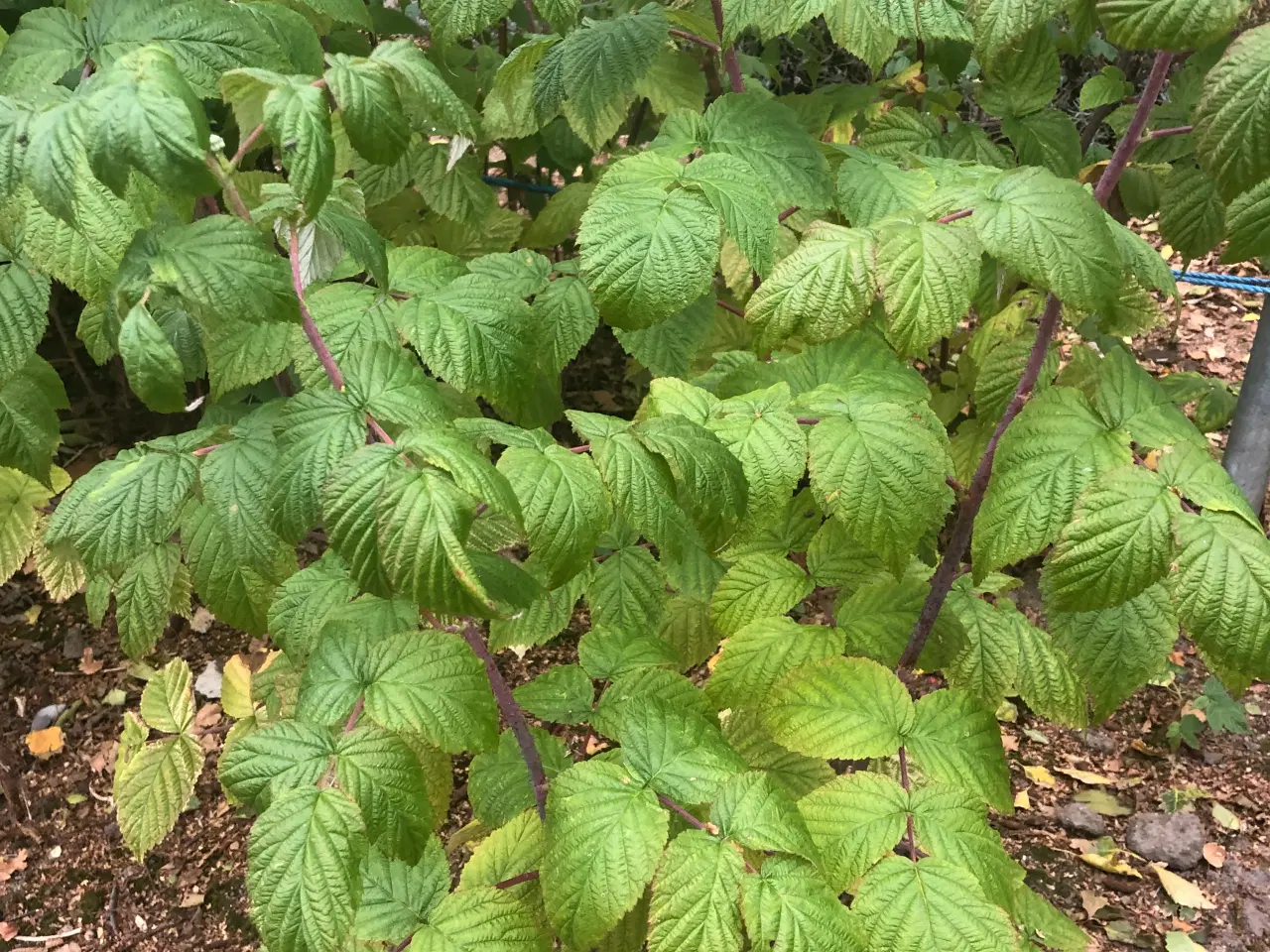 Billede 2 - Hindbærplanter