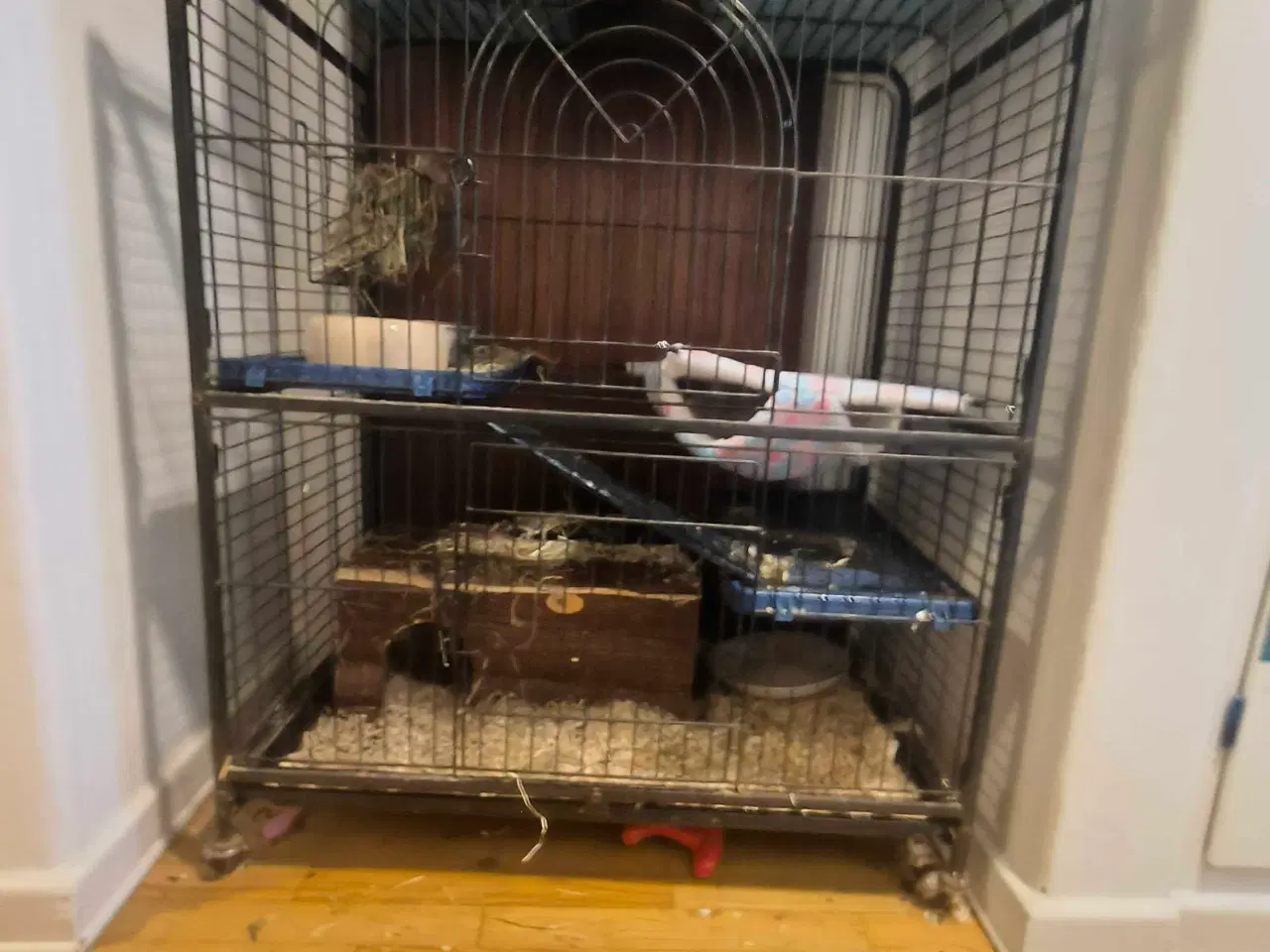 Billede 2 - Chinchillaen Ruth søger ny løbegård