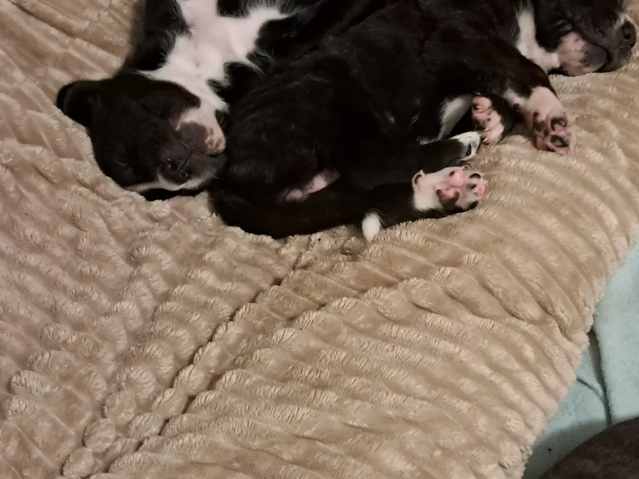 Billede 2 - Hvalpe mastiff / SanktBernhard