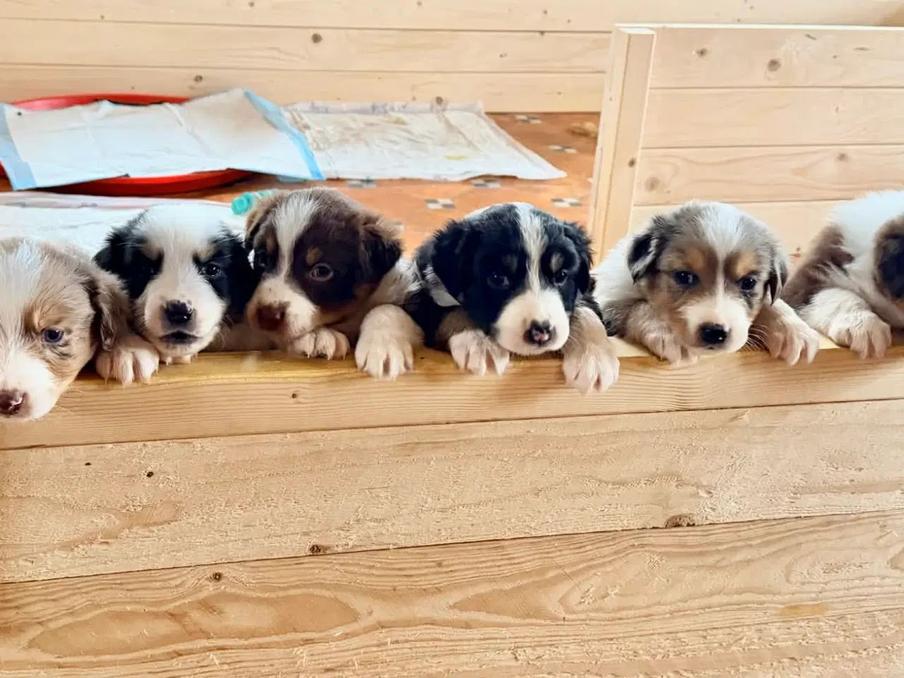 Billede 2 - Australian shepherd pige hvalp på 10 uger