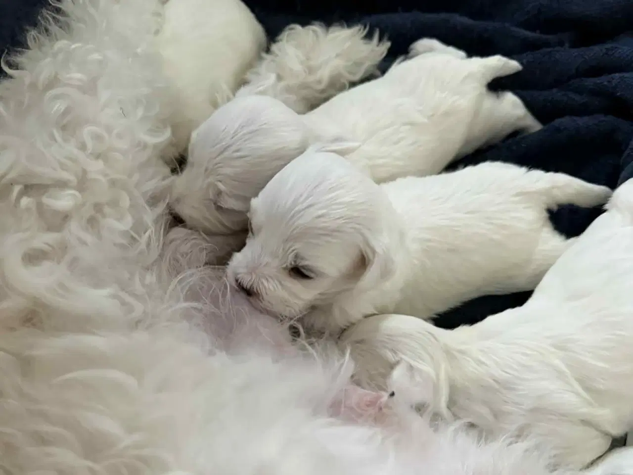 Billede 1 - Skønne Malteser