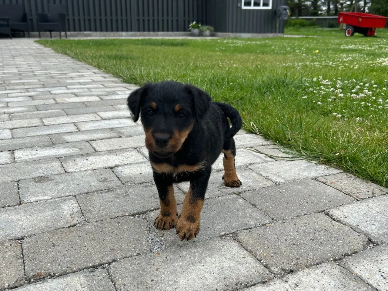 Billede 12 - Tysk jagtterrier hvalpe