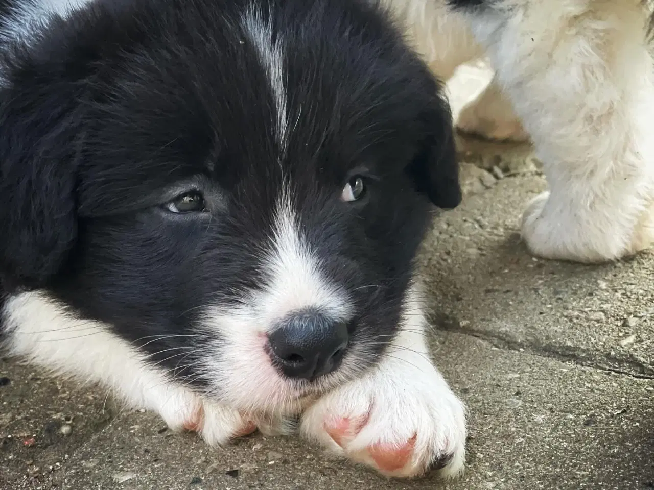 Billede 1 - Border Collie Hvalpe