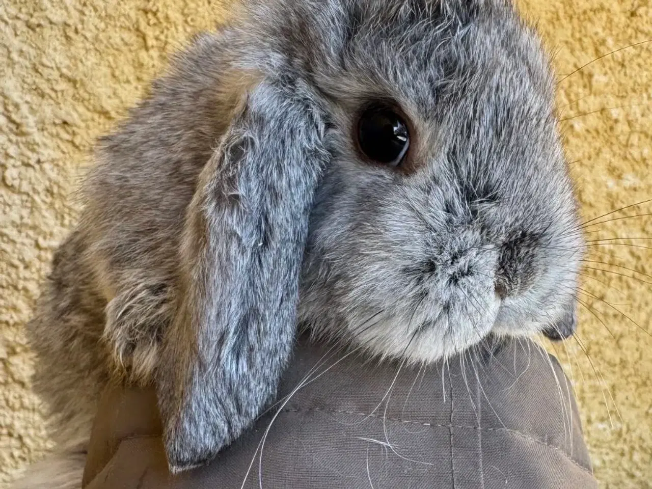 Billede 8 - Han Dværgvædder unge sælges