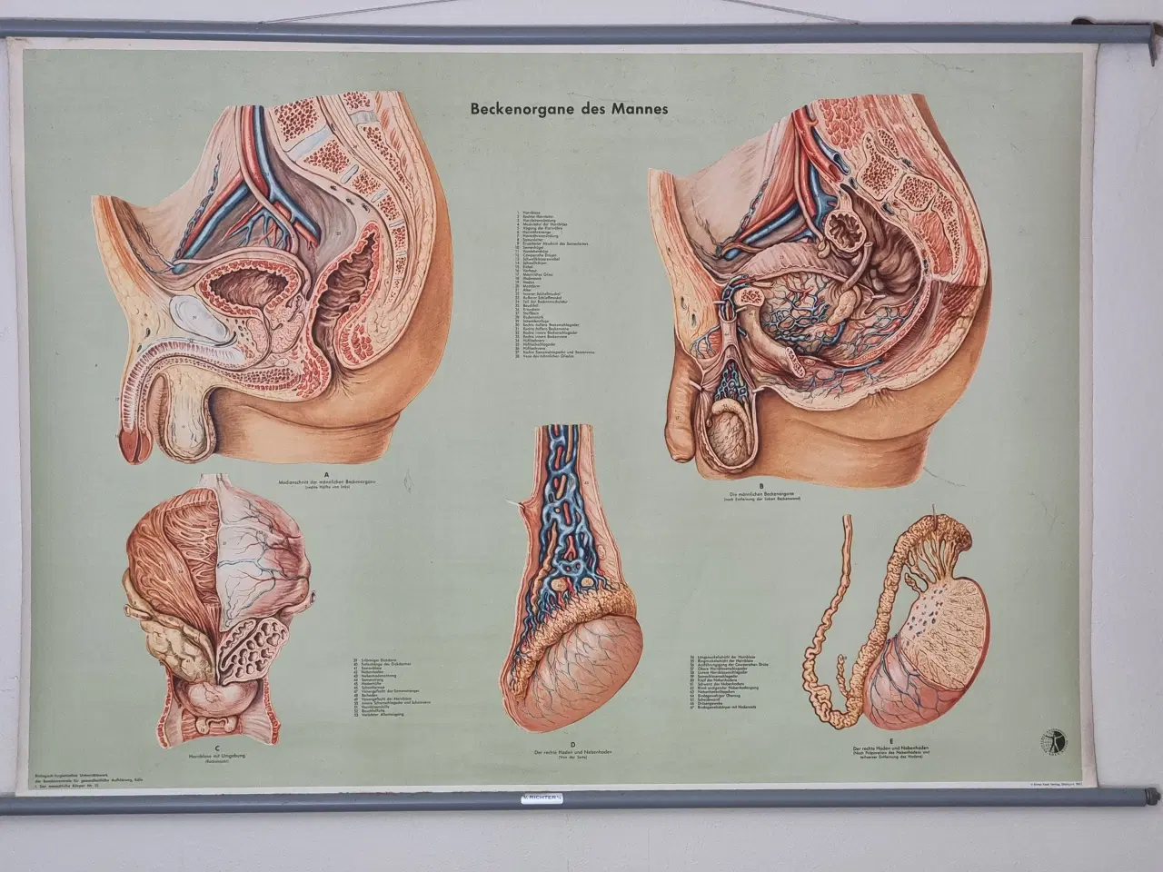 Billede 1 - Gammel anatomi plakat mandlig kønsorgan 