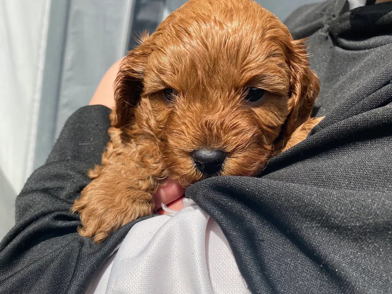 Billede 5 - Cavapoo babyer