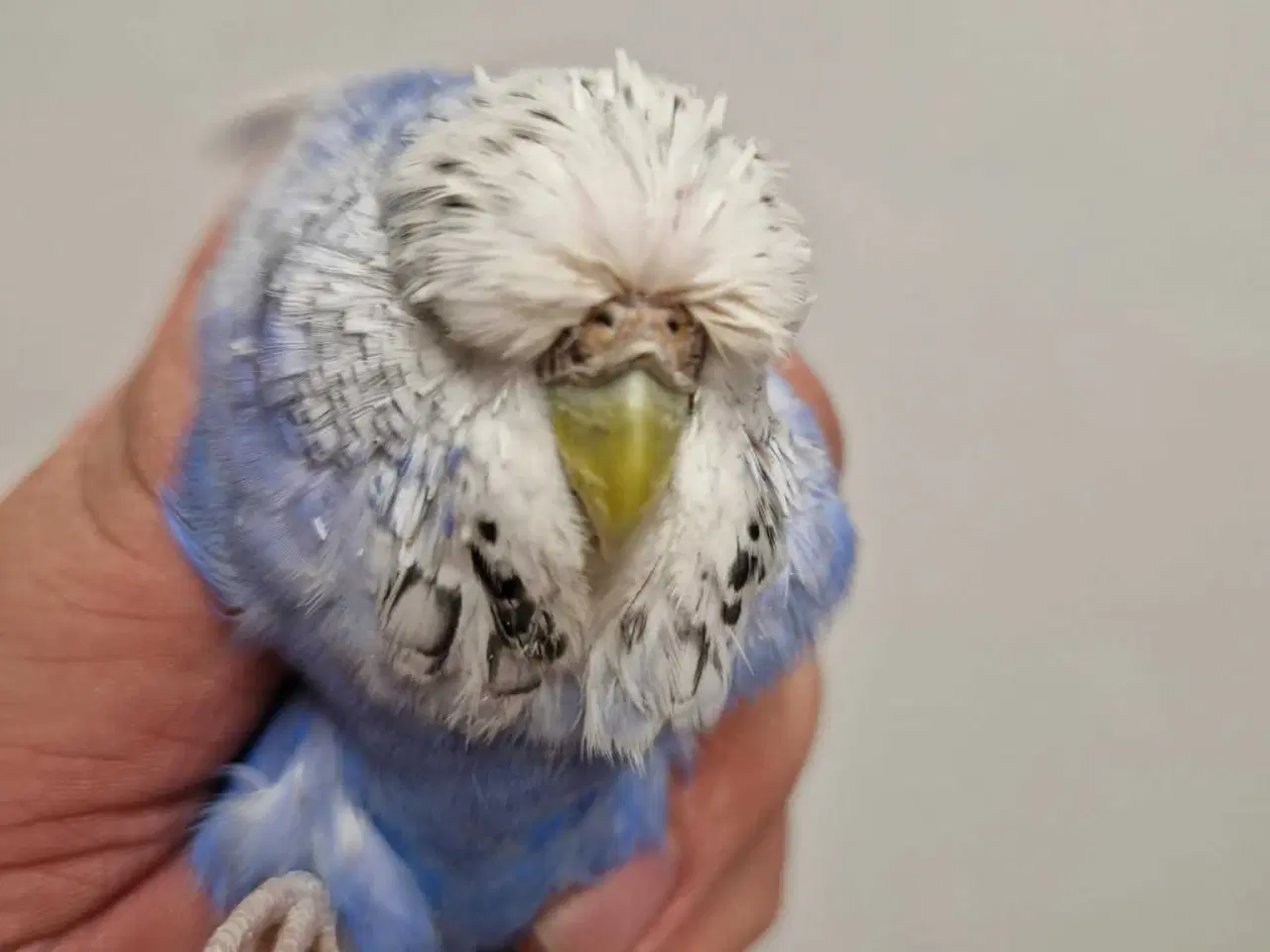 Billede 5 - Engelsk undulat hunner