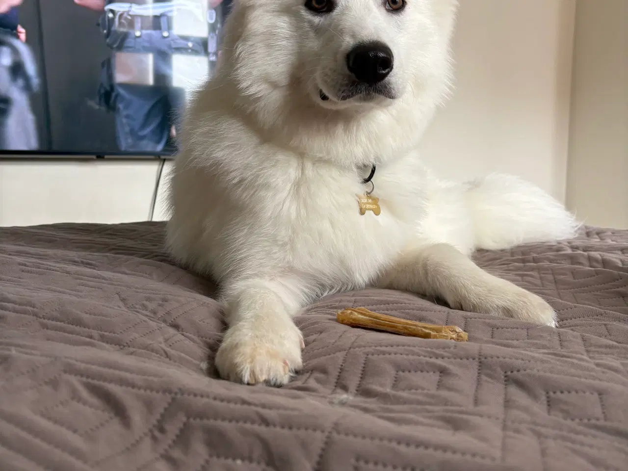 Billede 4 - Samojede