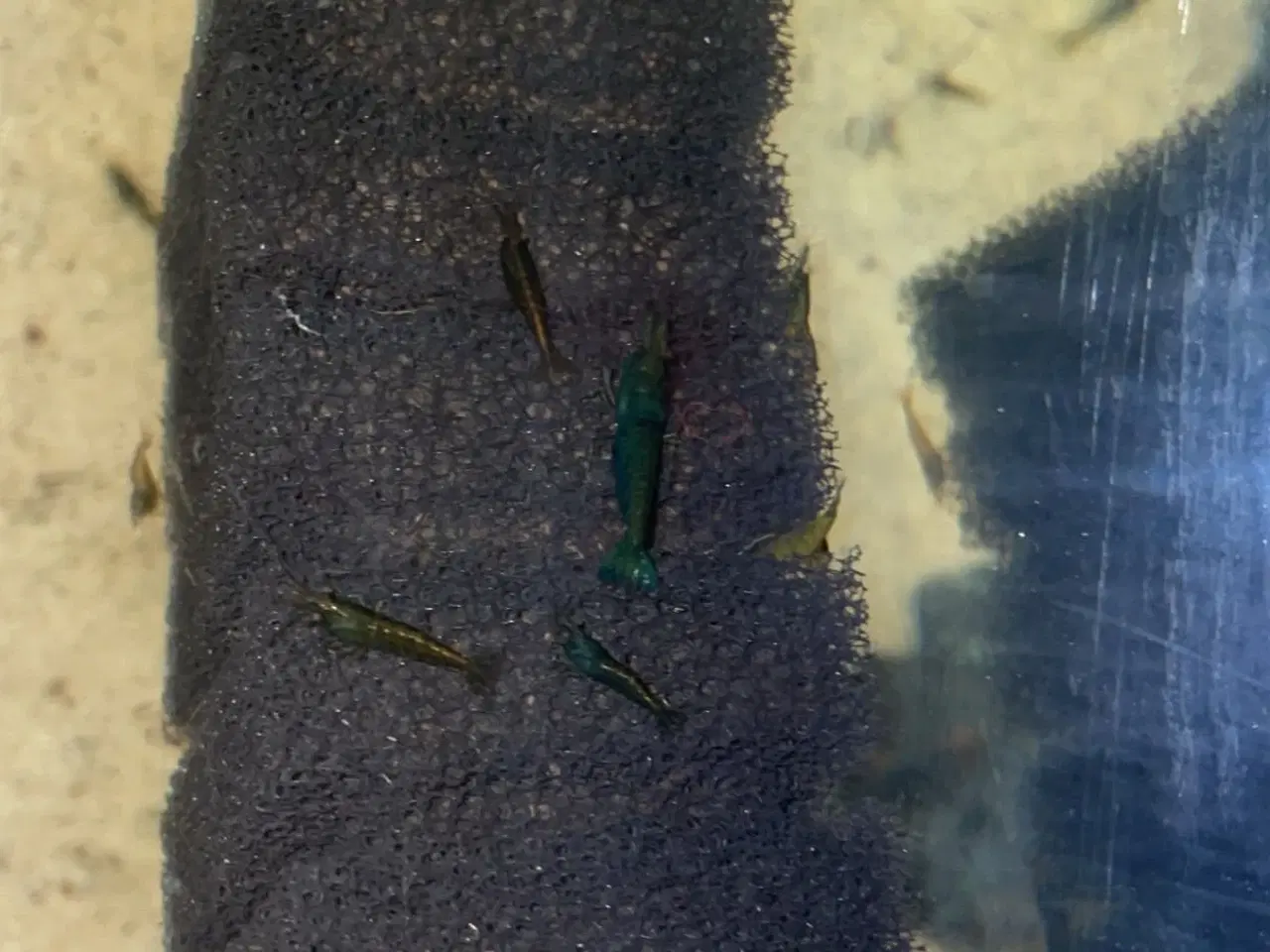 Billede 2 - Rejer Til Akvarie.