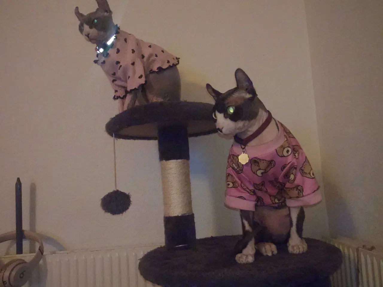 Billede 2 - Sphynx katte til salg