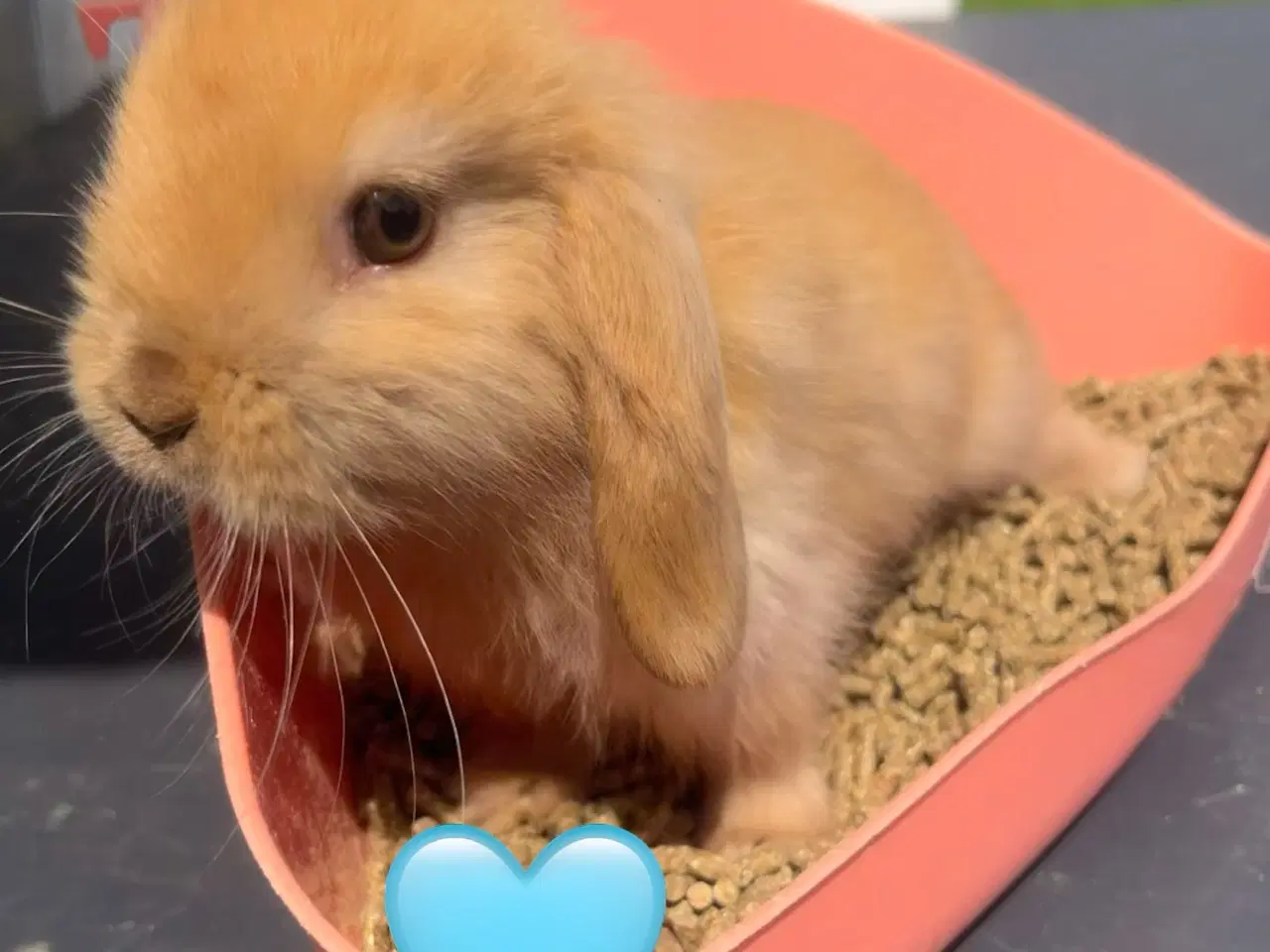 Billede 8 - Mini lop med afkomsattest 