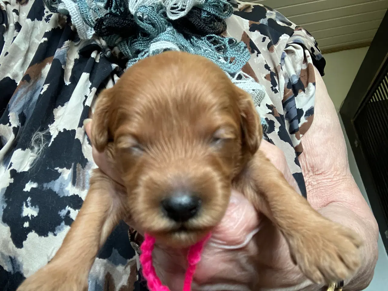 Billede 4 - Cavapoo f2 cavalier/pudel