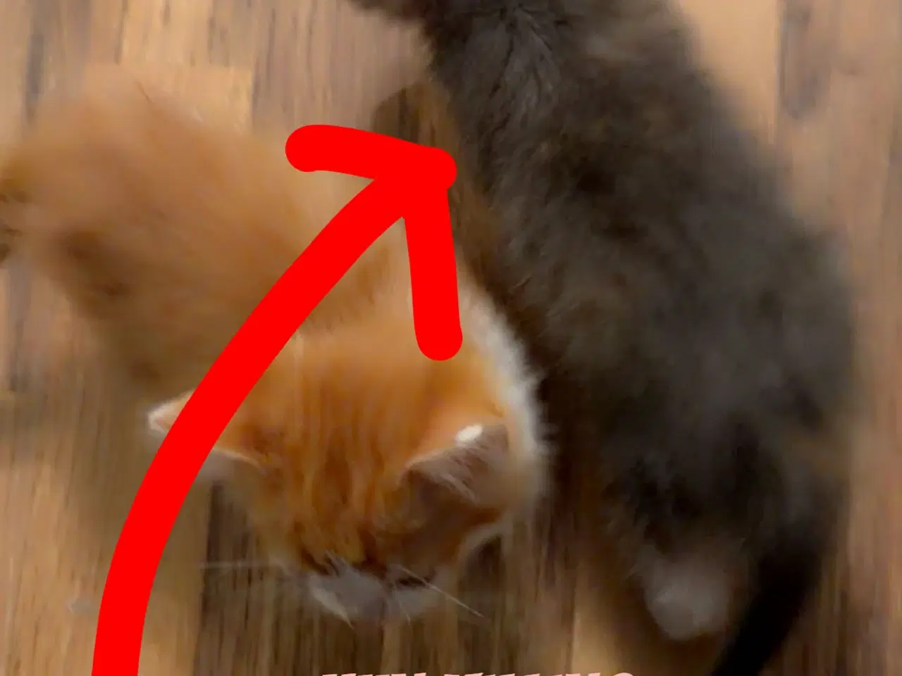 Billede 3 - Søde kælen katte killinger