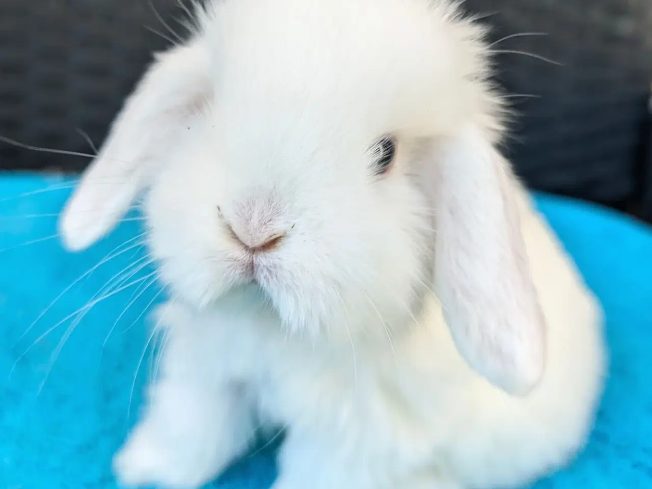 Billede 2 - Minilop kaninunge sælges