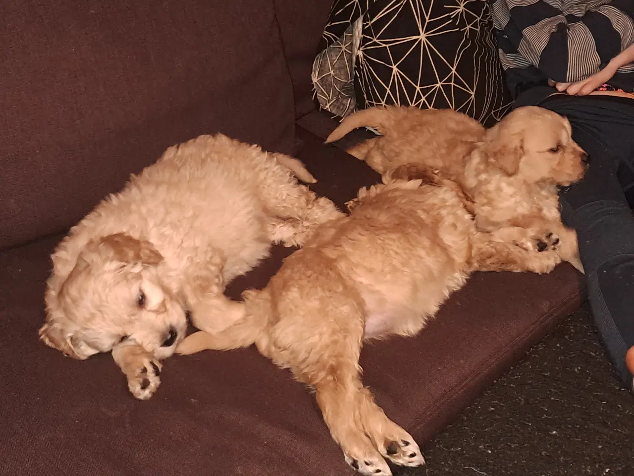 Billede 1 - De sødeste skønneste blandingshvalpe