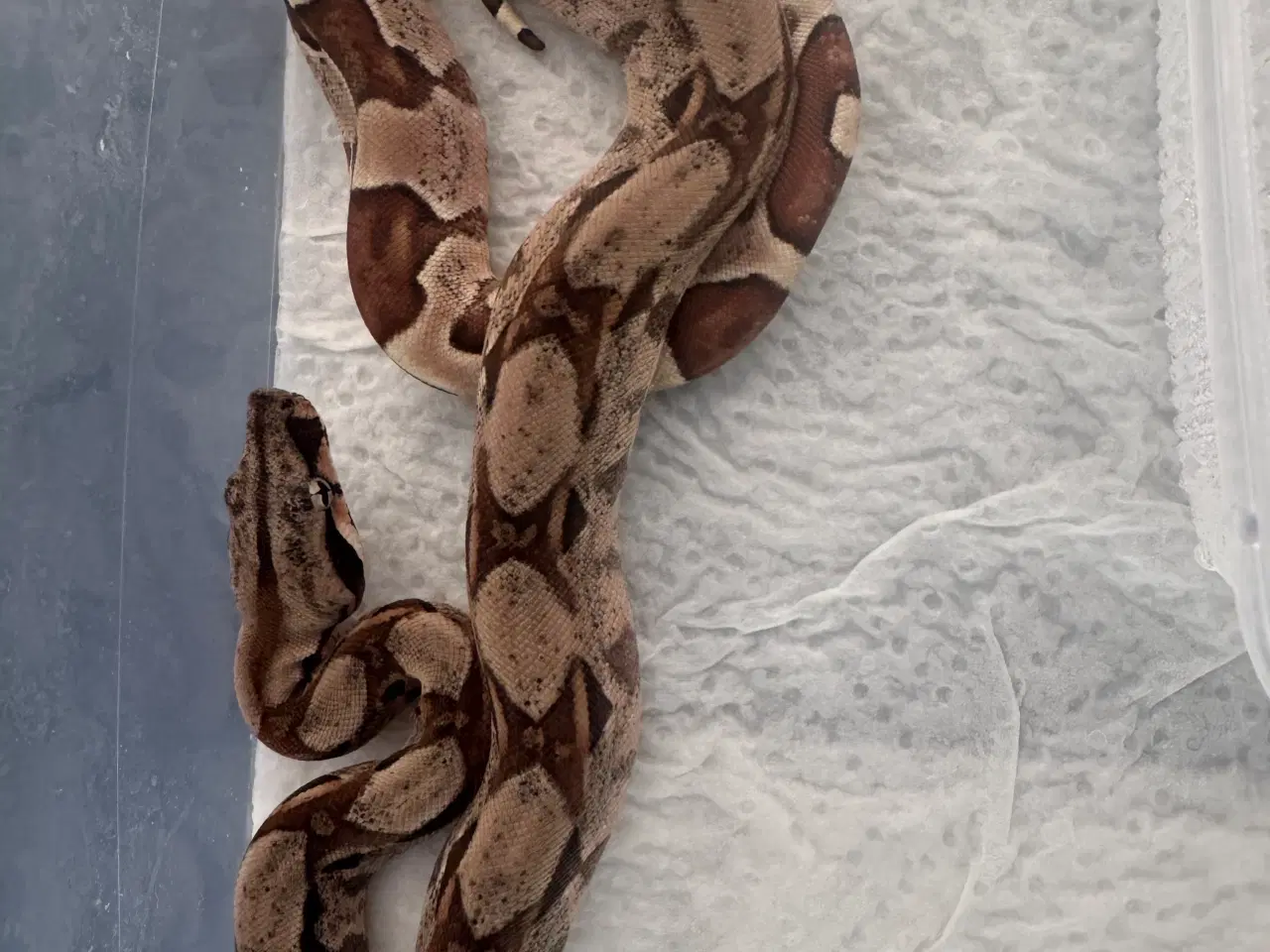 Billede 3 - Boa constrictor 