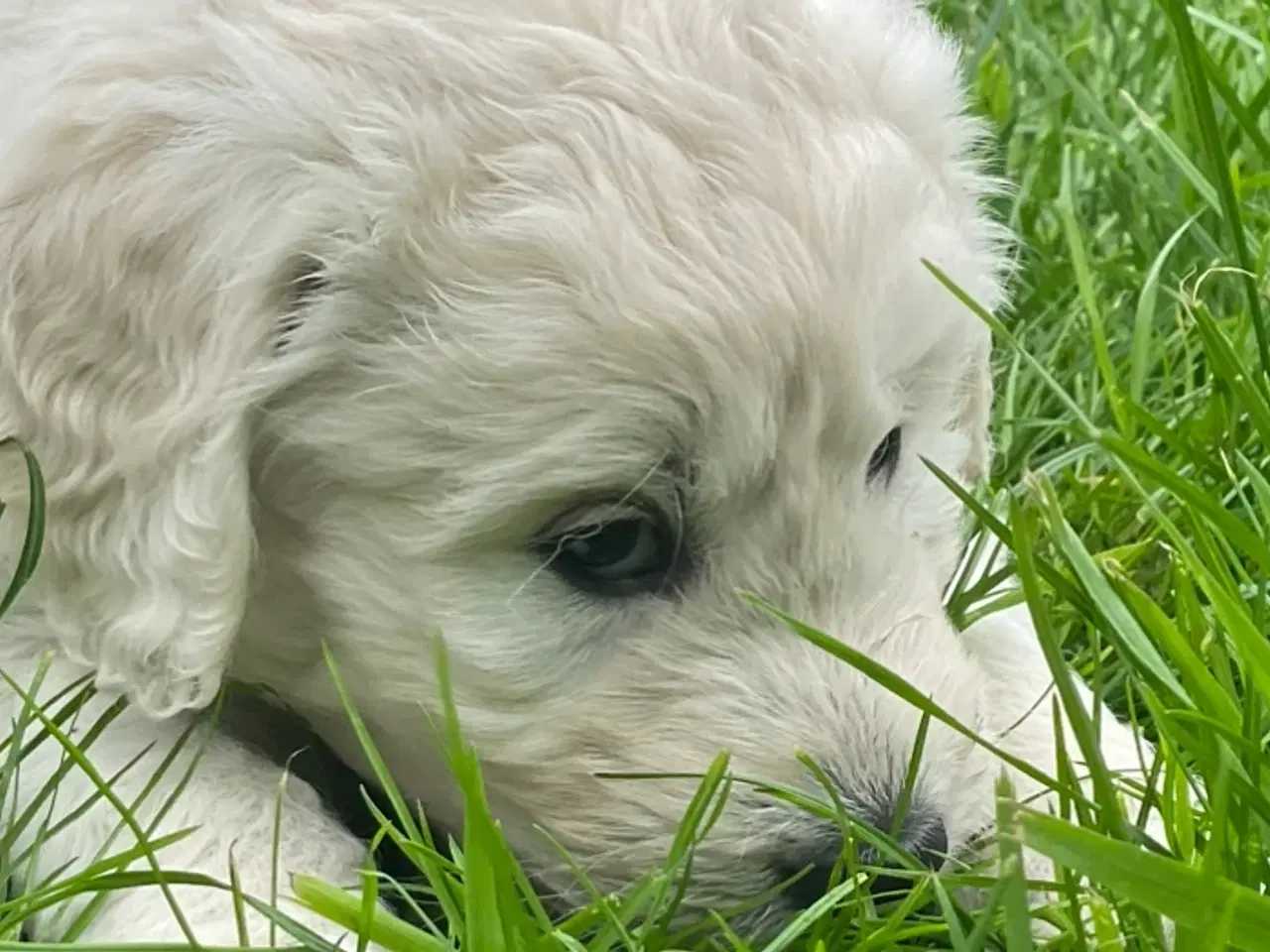 Billede 6 - Doodle - Goldendoodle-hvalpe