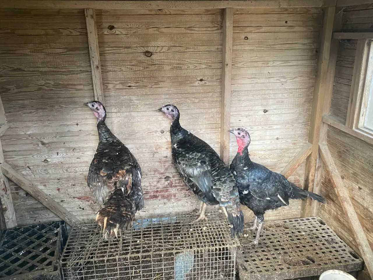 Billede 1 - Hun kalkuner til salg 