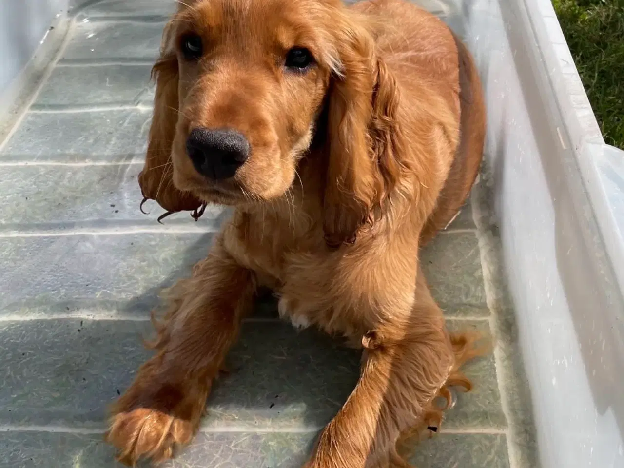 Billede 13 - Til parring - IKKE salg 