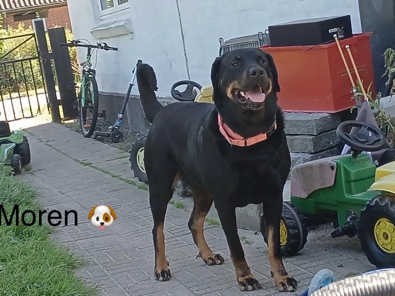 Billede 10 - Rottweiler blanding