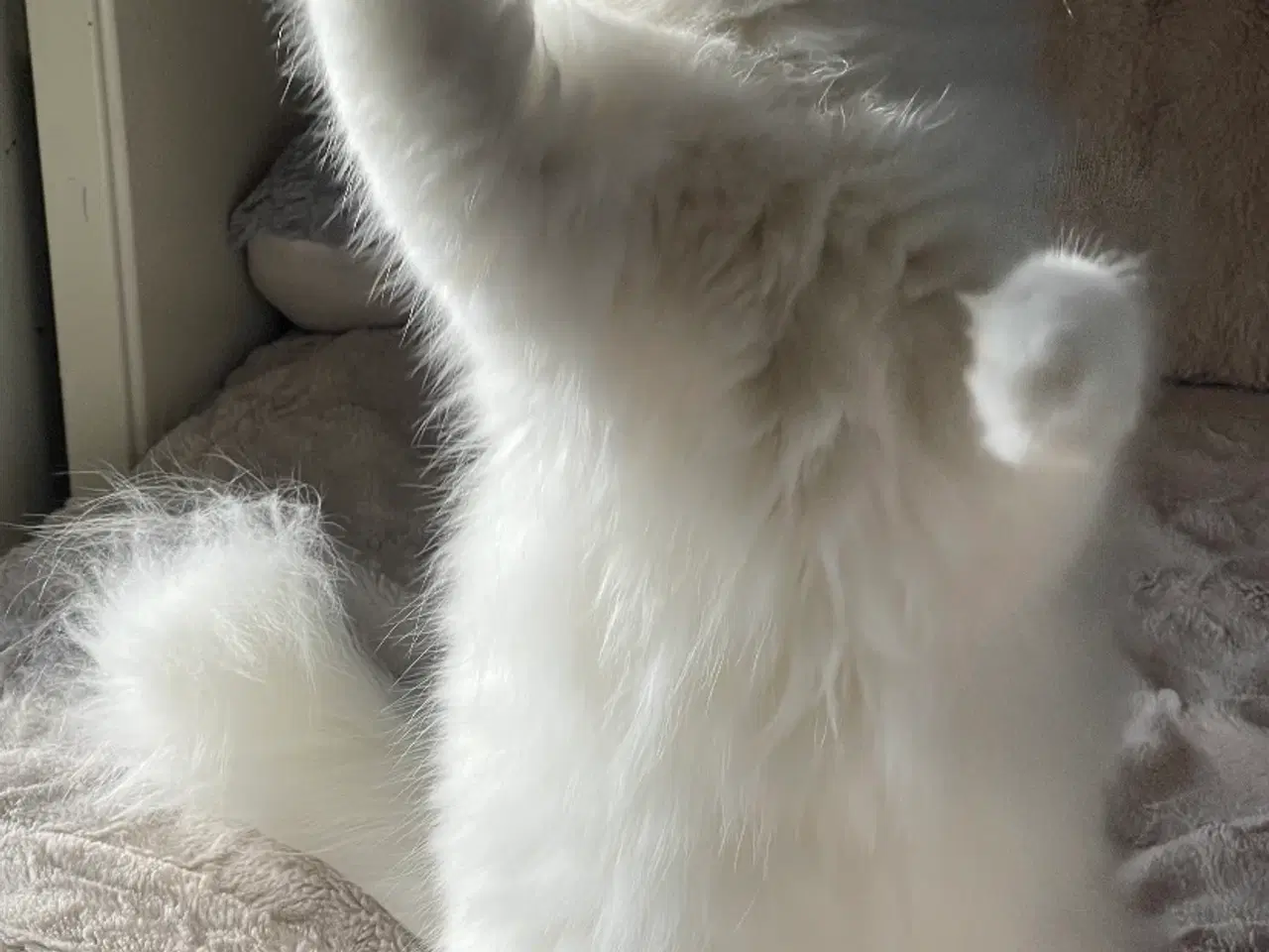 Billede 5 - Ragdoll kat(Lulu 3 år) søger nyt hjem