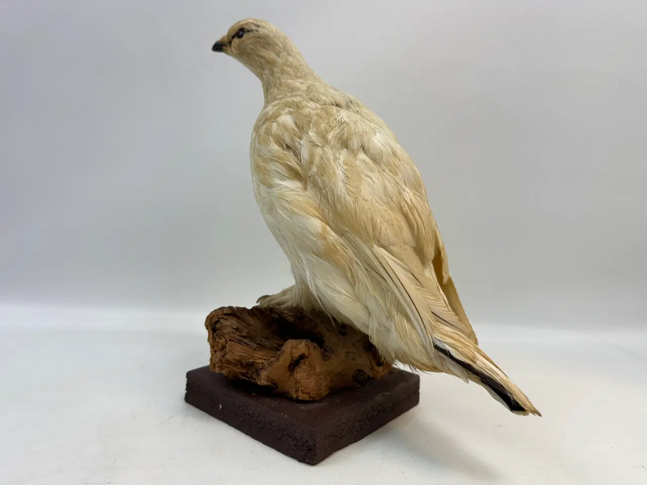 Billede 4 - Udstoppet Rybe 