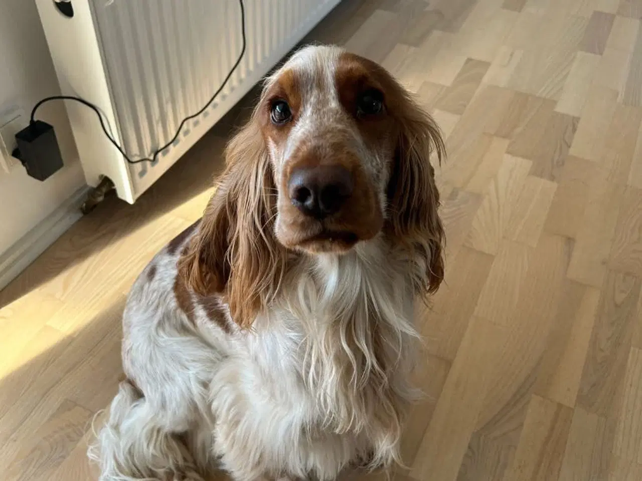 Billede 17 - Eng Cocker spaniels