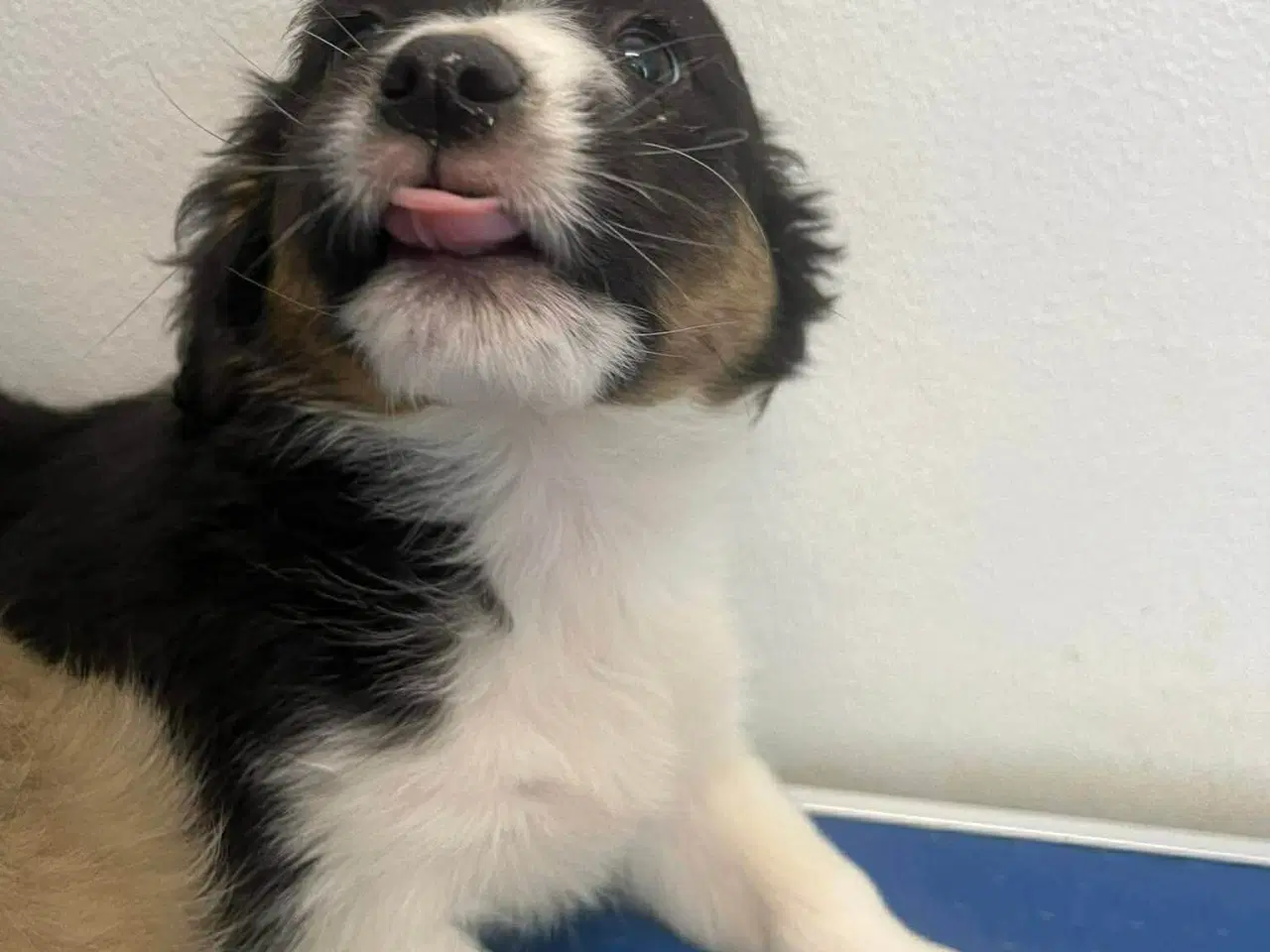 Billede 3 - Skønne Nuri søger et kærligt hjem