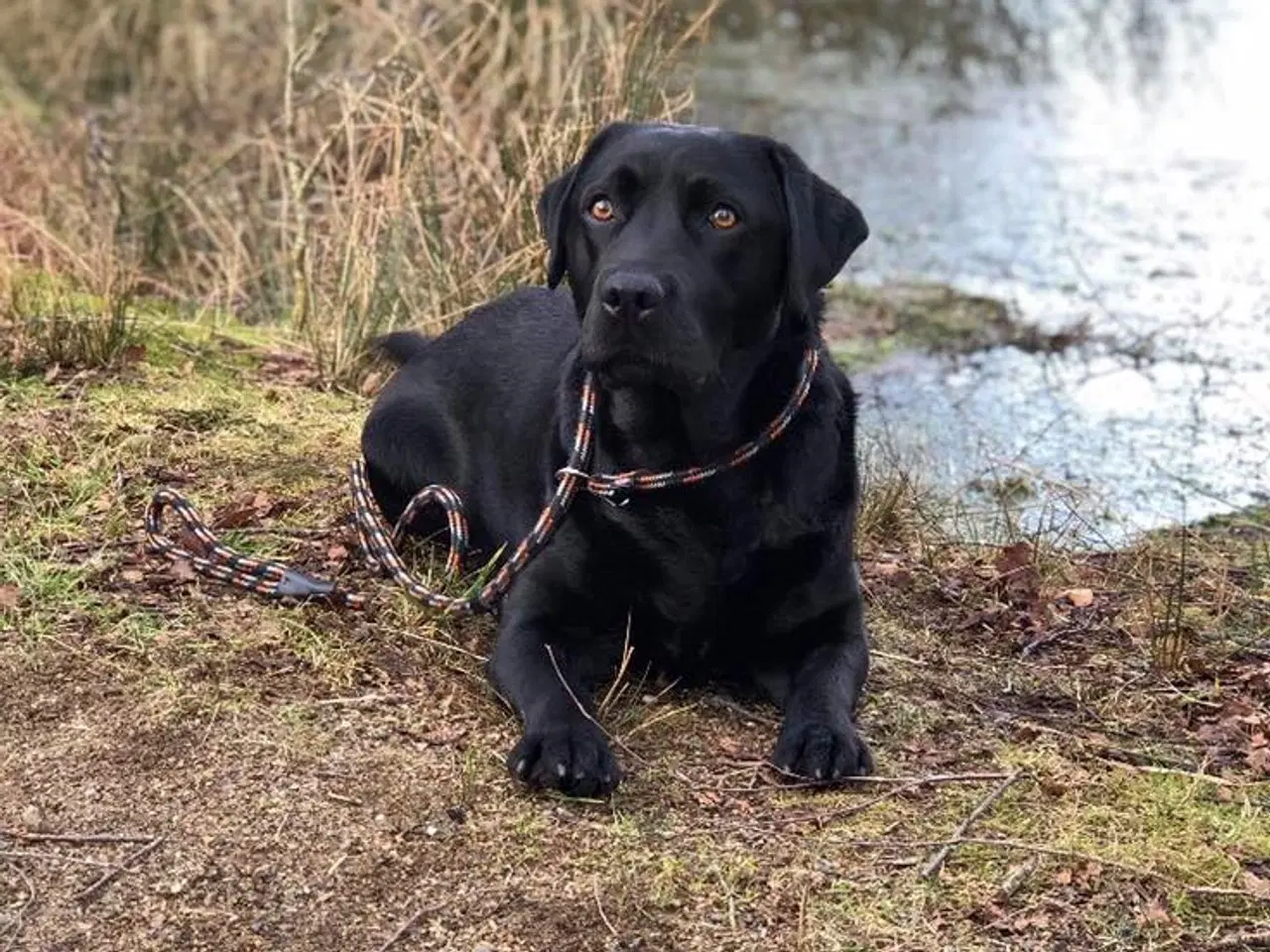 Billede 2 - Sort Labrador han hvalp 