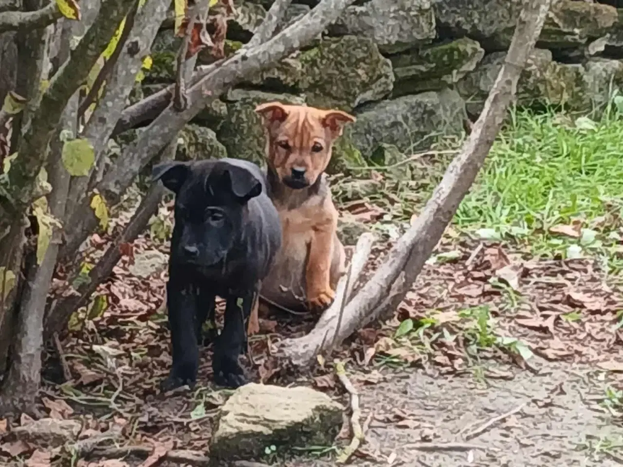 Billede 4 - Lille Bennie leder efter sit 4-ever hjem 🏡 💝