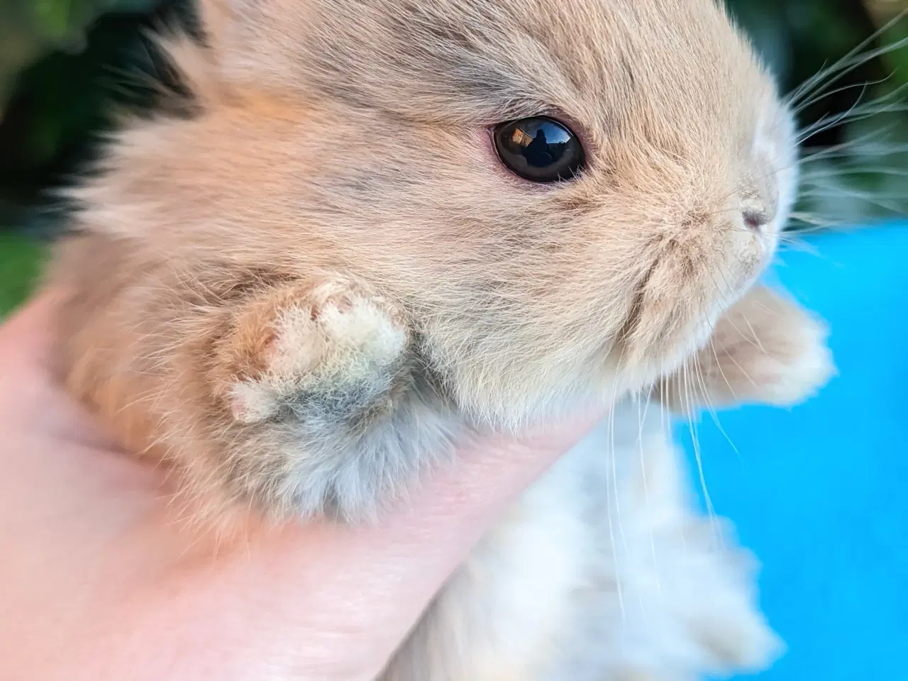 Billede 5 - Hermelin kaninunge sælges 