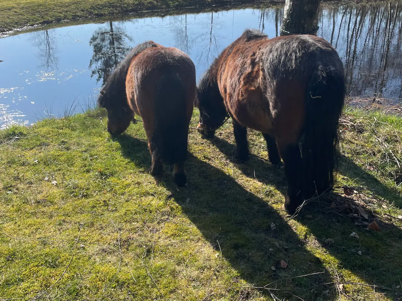 Billede 2 - Shetlænder ponyer sælges