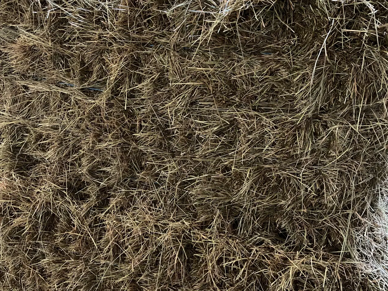 Billede 1 - Tørt hø fra 2025