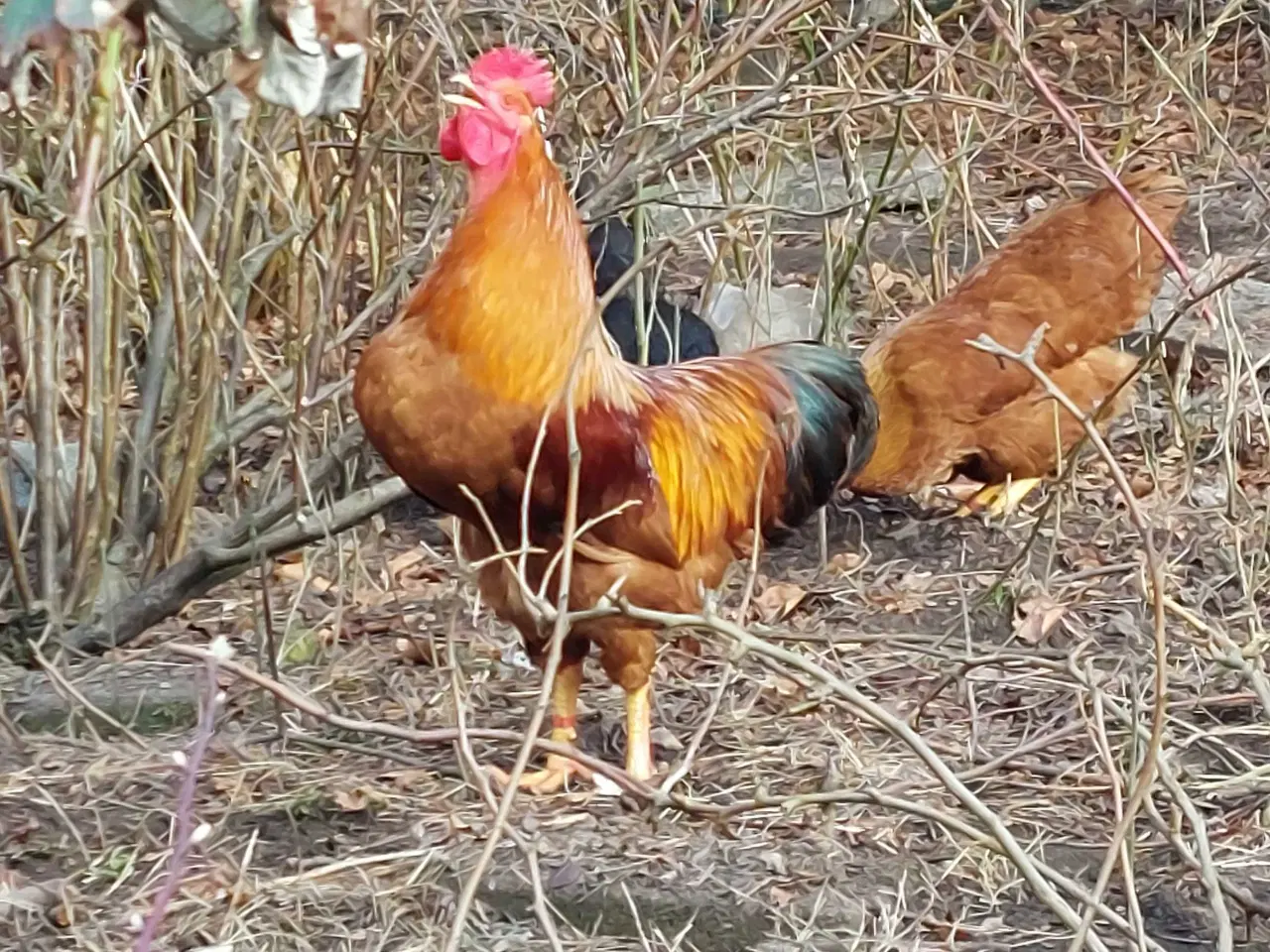 Billede 4 - New Hampshire hane