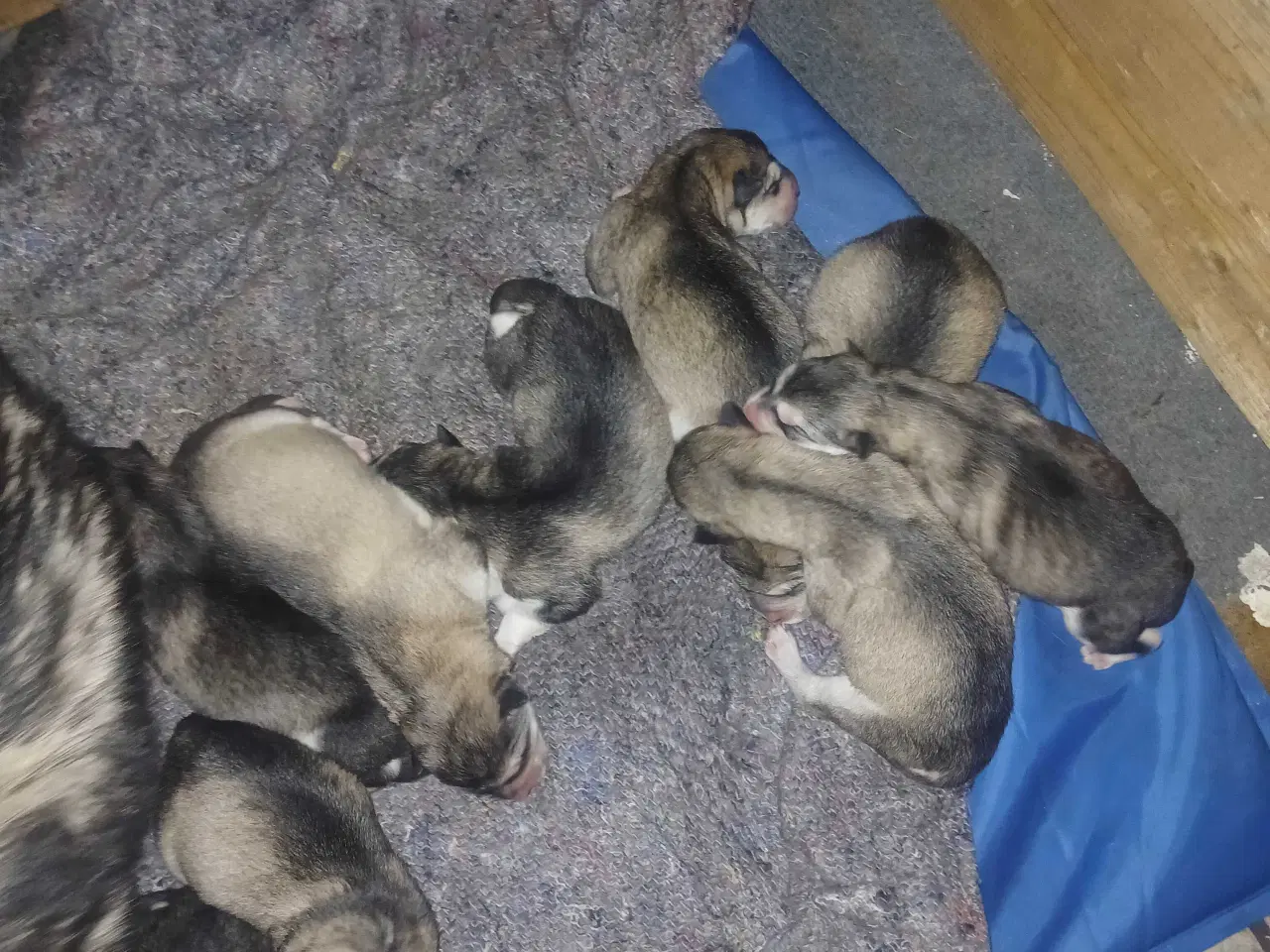 Billede 5 - Alaskan malamute hvalpe sælges
