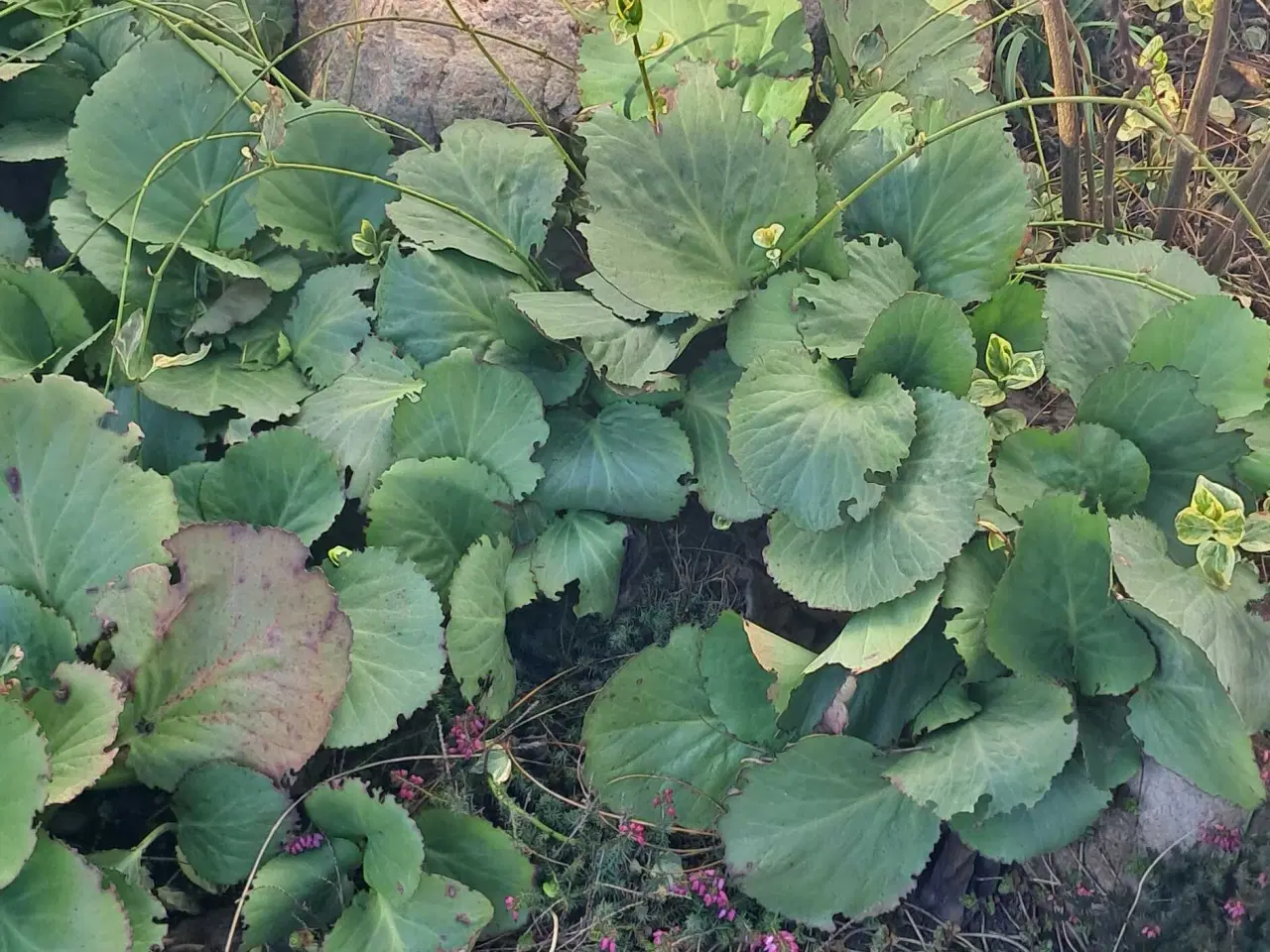 Billede 12 - Flotte havesten