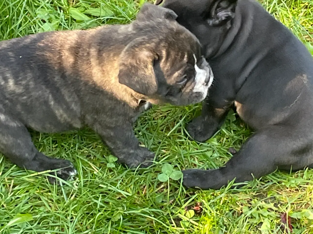 Billede 6 - New english bulldog hvalpe